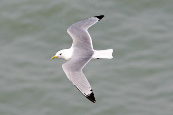 Black-legged Kittiwake