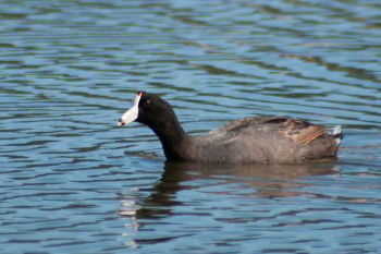 Caribbean Coot