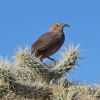 Curve-billed Thrasher