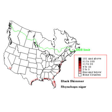 Black Skimmer distribution map