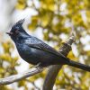 Phainopepla