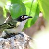 Black-capped Vireo