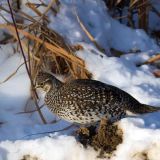 Sharp-tailed Grouse