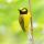 Hooded Warbler