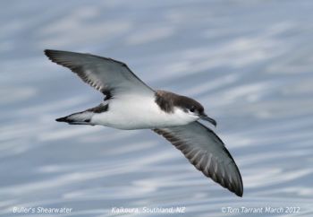 Buller's Shearwater