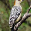 Golden-fronted Woodpecker