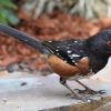 Spotted Towhee