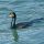 Great Cormorant
