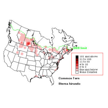 Common Tern distribution map