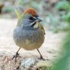 Green-tailed Towhee