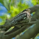 Common Nighthawk