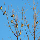 A flock of Cedar Waxwings at the Grant Woods FP In Lake County, IL - January 2, 2011