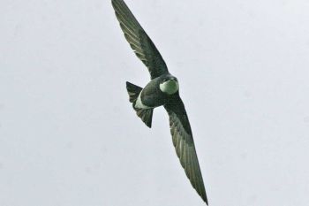 White-throated Needletail  Limethang Road to Tashigang