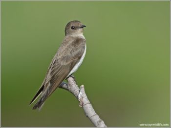 Northern Rough-winged Swallow