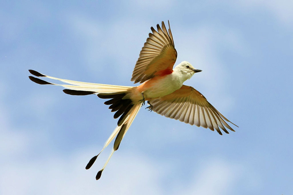 Scissor Tailed Flycatcher Ebirdr 