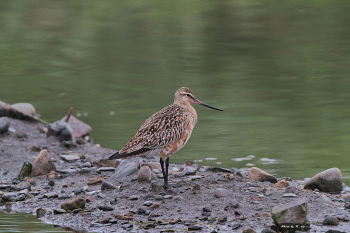 Breeding plumage - April 1.