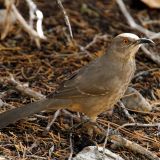 Curve-billed Thrasher