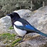 Black-billed Magpie