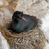 on nest
