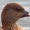 Pink-footed Goose