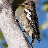 Immature - Snake River Canyon in Wyoming, US - August 9, 2012