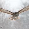 Great Gray Owl