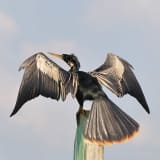 Male in breeding plumage - Huntington Beach State Park SC - June 15, 2011