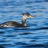 Winter plumage - November 2012