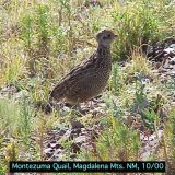 Female Montezuma Quail