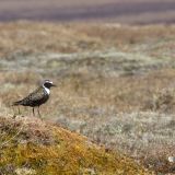 Male in breeding plumage - June 2.