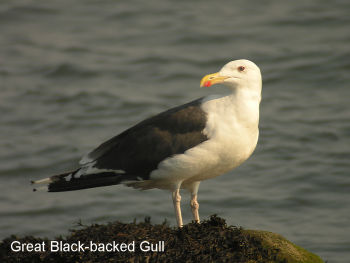 Adult plumage