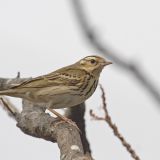 Olive-backed Pipit