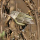 Bell's Vireo