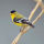 Lesser Goldfinch