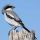 Loggerhead Shrike