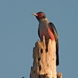 Lewis's Woodpecker