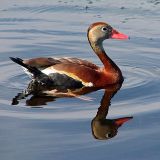 Black-bellied Whistling-Duck