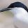 Roseate Tern