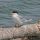 Forster's Tern