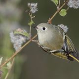 Ruby-crowned Kinglet