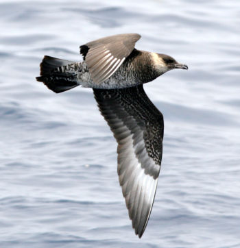 Pomarine Jaeger