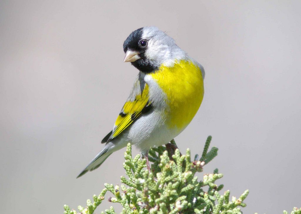 Lawrence's Goldfinch - eBirdr