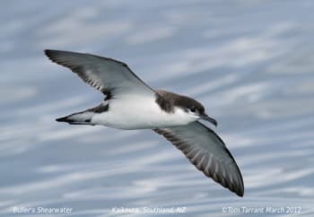 Buller's Shearwater