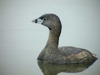 Breeding plumage - Haystack, California, US - February 24, 2005