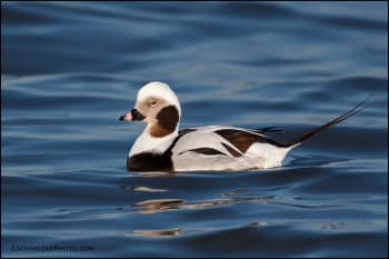 Non-breeding Long-tailed Duck