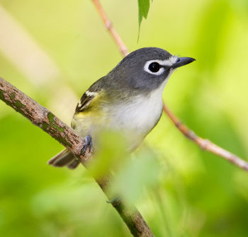 Blue-headed Vireo