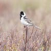 Pallas's Bunting