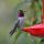 Anna's Hummingbird