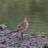 Bar-tailed Godwit