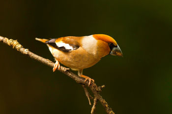 Hawfinch